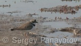 Video of Little Ringed Plover - Little Ringed Plover in the mud lake in spring